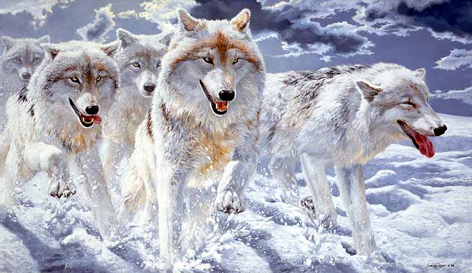 JSL – 1Wildlife – Night Run – Arctic Wolves © John Seerey-Lester