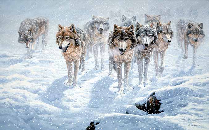 JSL – 1Wildlife – Out of the Blizzard – Timberwolves © John Seerey-Lester