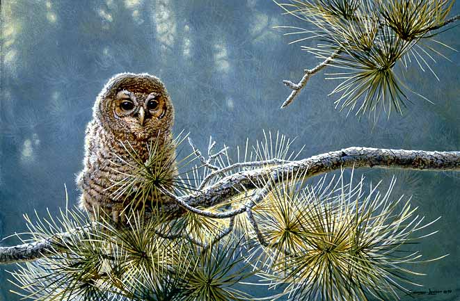 JSL – 1Wildlife – Out on a Limb – Young Barred Owl © John Seerey-Lester