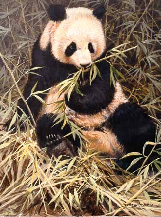 JSL – 1Wildlife – Panda Eating © John Seerey-Lester