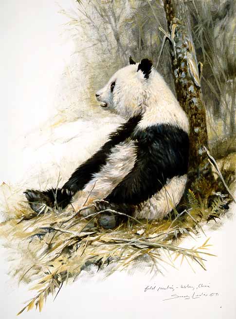 JSL – 1Wildlife – Panda Study © John Seerey-Lester