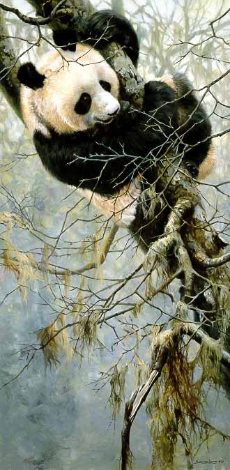 JSL – 1Wildlife – Panda Trilogy – Panda in Tree © John Seerey-Lester