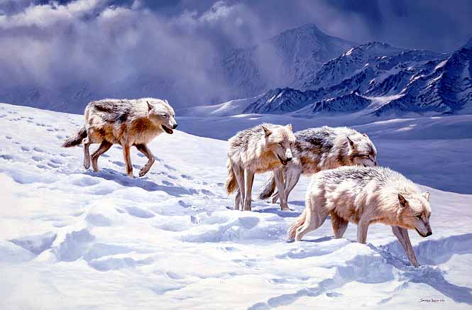 JSL – 1Wildlife – Racing the Storm – Arctic Wolves © John Seerey-Lester