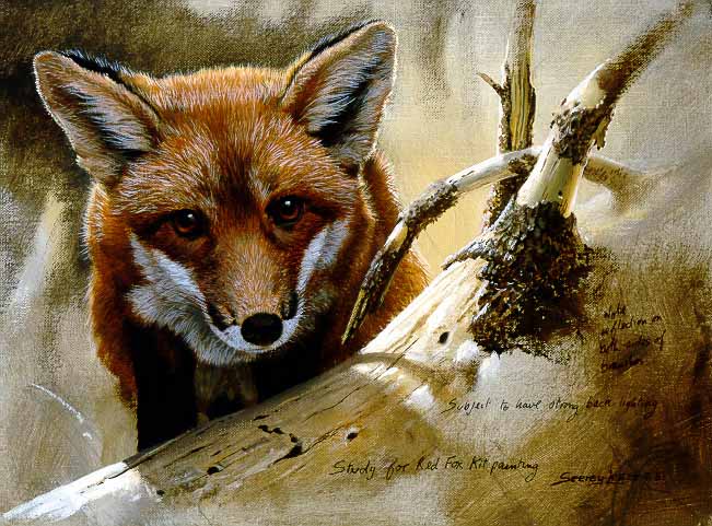 JSL – 1Wildlife – Red Fox Kit Study © John Seerey-Lester