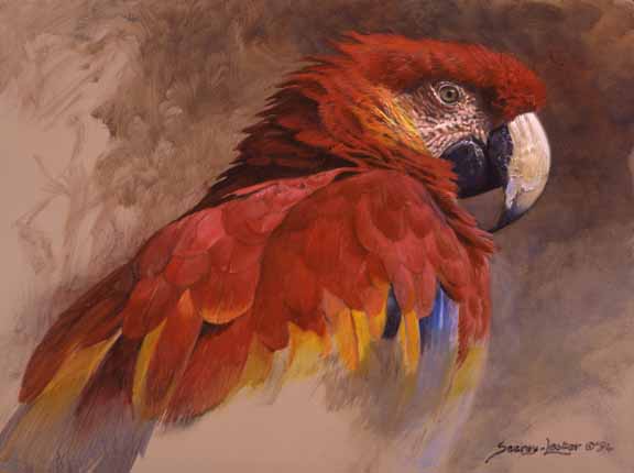 JSL – 1Wildlife – Scarlet Macaw Study © John Seerey-Lester
