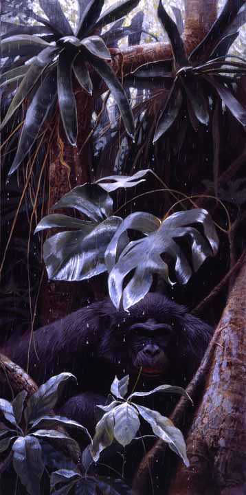 JSL – 1Wildlife – Sheltering Bonobo – Pygmy Chimpanzee © John Seerey-Lester
