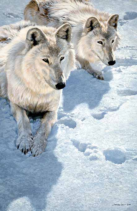 JSL – 1Wildlife – Sisters – Arctic Wolves © John Seerey-Lester