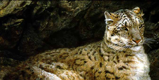 JSL – 1Wildlife – Snow Leopard Study © John Seerey-Lester