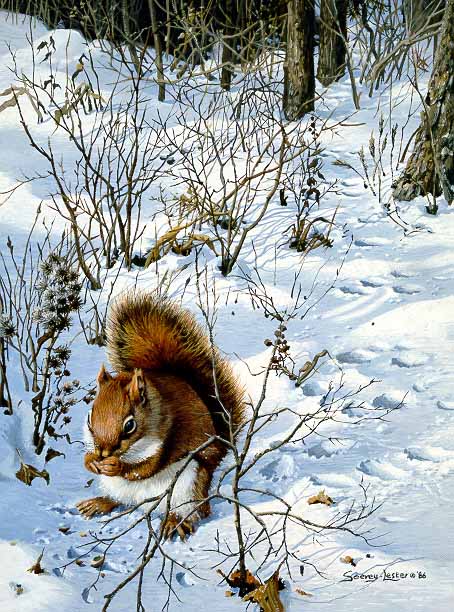 JSL – 1Wildlife – Snowy Excursion – Red Squirrel by John Seerey-Lester