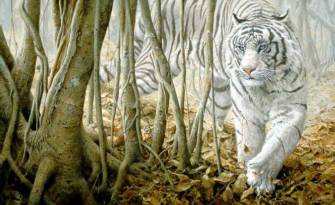 JSL – 1Wildlife – Softly, Softly – White Tiger © John Seerey-Lester