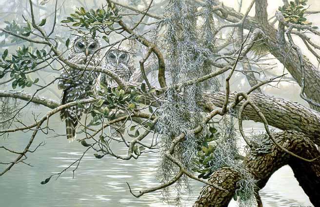JSL – 1Wildlife – Spanish Mist – Young Barred Owls © John Seerey-Lester