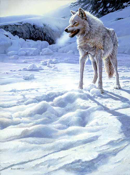 JSL – 1Wildlife – Spirit of the North – White Wolf © John Seerey-Lester