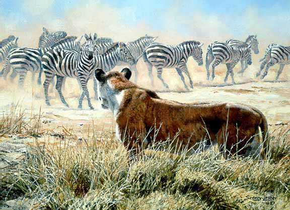 JSL – 1Wildlife – Spooked – Lion and Zebras © John Seerey-Lester