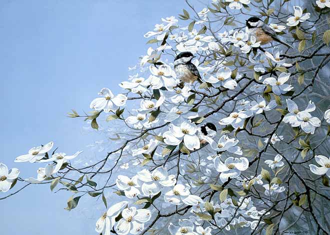 JSL – 1Wildlife – Spring Mist – Chickadees © John Seerey-Lester