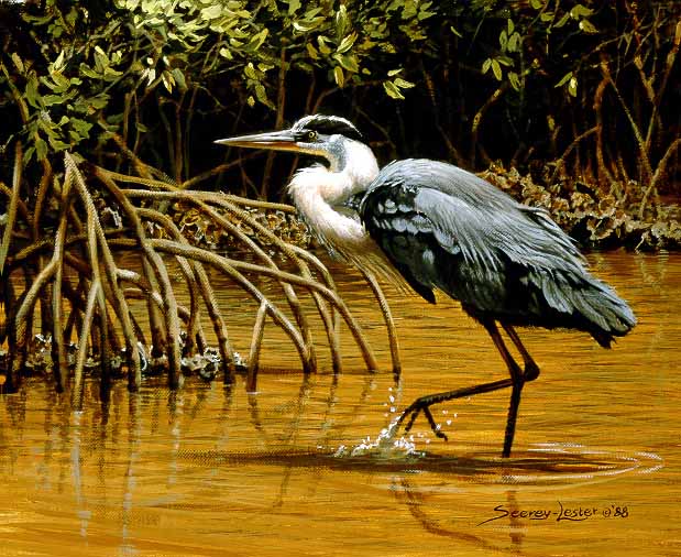 JSL – 1Wildlife – Stalking the Mangroves – Great Blue Heron © John Seerey-Lester