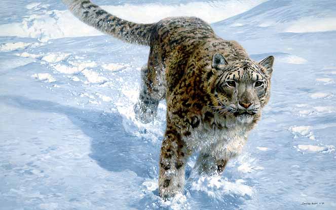JSL – 1Wildlife – The Chase – Snow Leopard © John Seerey-Lester