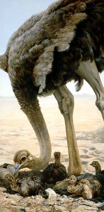 JSL – 1Wildlife – The Hatchling – Ostrich © John Seerey-Lester