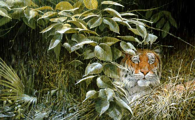 JSL – 1Wildlife – The Rains – Tiger © John Seerey-Lester