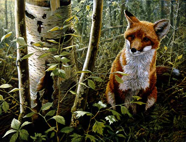 JSL – 1Wildlife – The Young Explorer – Red Fox Kit © John Seerey-Lester