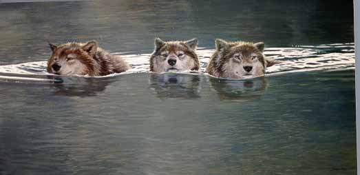 JSL – 1Wildlife – Three Wolves in Water © John Seerey-Lester