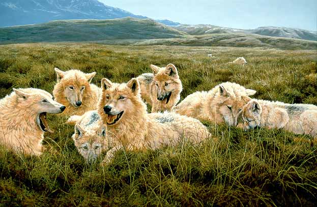 JSL – 1Wildlife – Tundra Family – Arctic Wolves © John Seerey-Lester