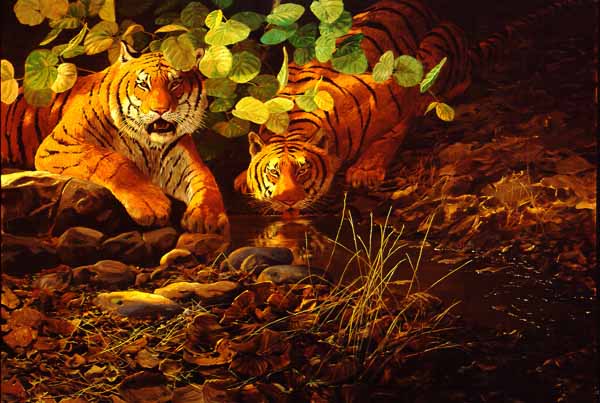 JSL – 1Wildlife – Two Tigers © John Seerey-Lester