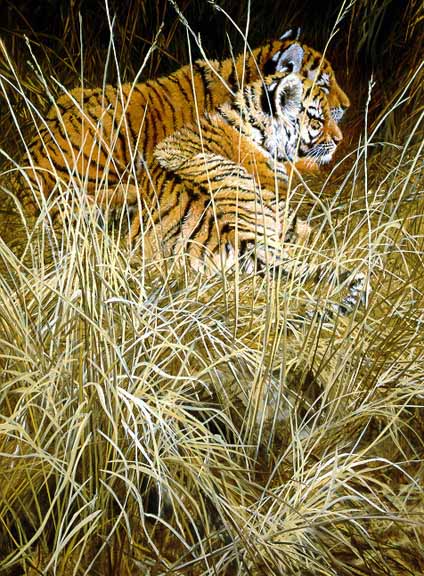 JSL – 1Wildlife – Waiting Patiently – Tiger Cubs © John Seerey-Lester