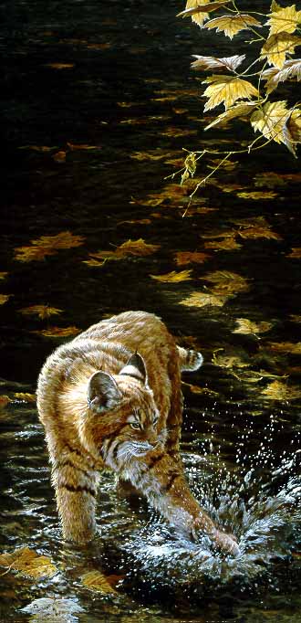 JSL – 1Wildlife – Water Sport – Bobcat © John Seerey-Lester