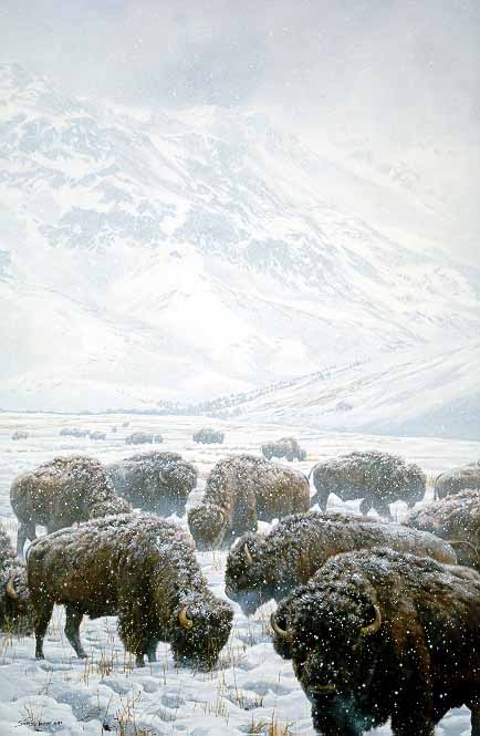 JSL – 1Wildlife – Winter Grazing – Bison © John Seerey-Lester