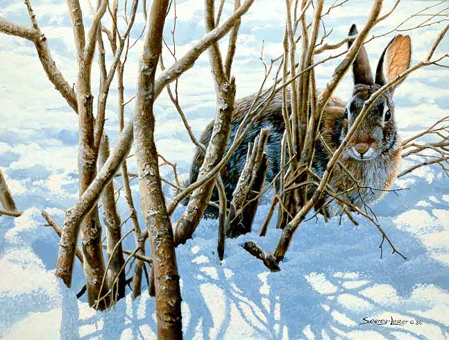 JSL – 1Wildlife – Winter Hiding – Cottontail © John Seerey-Lester