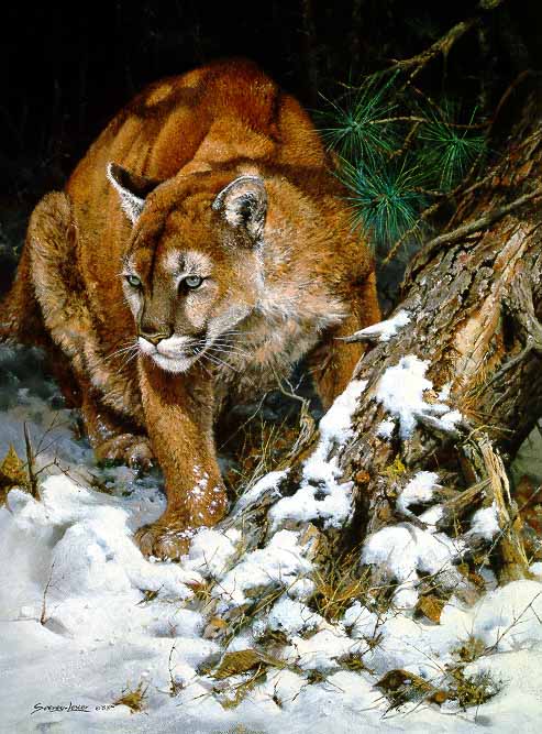 JSL – 1Wildlife – Winter Lookout – Cougar © John Seerey-Lester