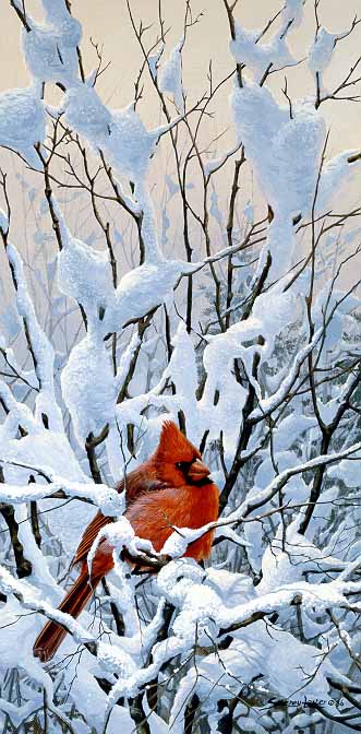 JSL – 1Wildlife – Winter Perch – Cardinal © John Seerey-Lester