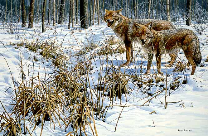JSL – 1Wildlife – Winter Rendezvous – Coyotes © John Seerey-Lester