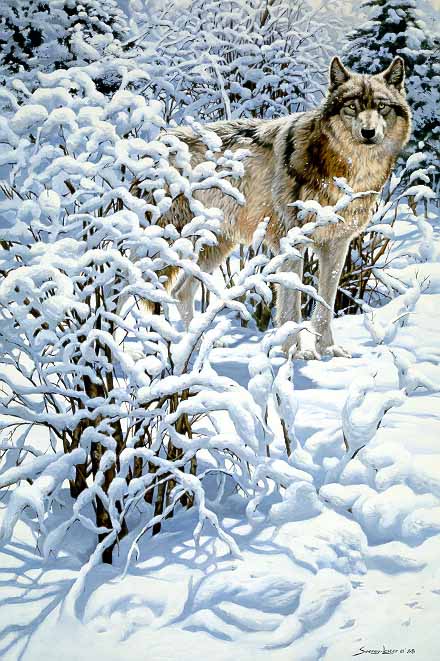 JSL – 1Wildlife – Winter Spirit – Gray Wolf © John Seerey-Lester