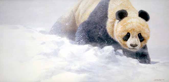 JSL – 1Wildlife – Wolong Whiteout Panda © John Seerey-Lester