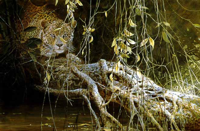 JSL – 1Wildlife – Young Predator – Leopard Cub © John Seerey-Lester