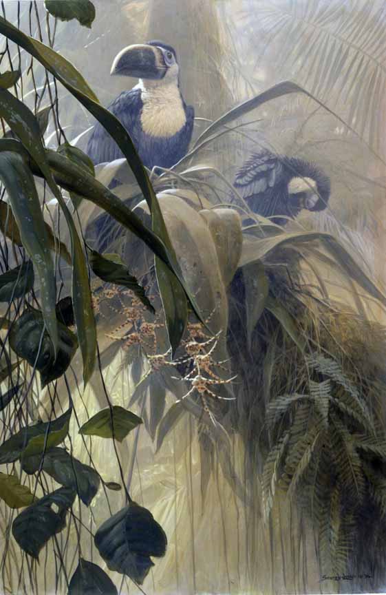 JSL – TR- Canopy Dawn – Cuviers Toucans © John Seerey-Lester