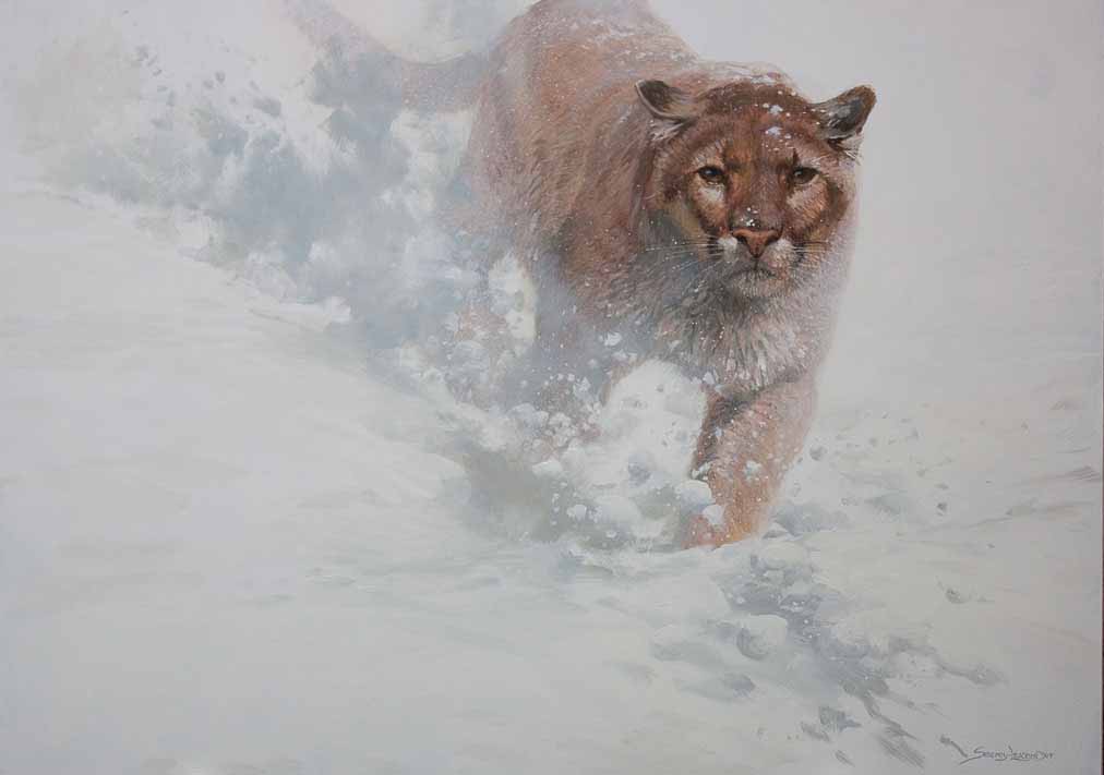 JSL – TR- Cougar White Out © John Seerey-Lester