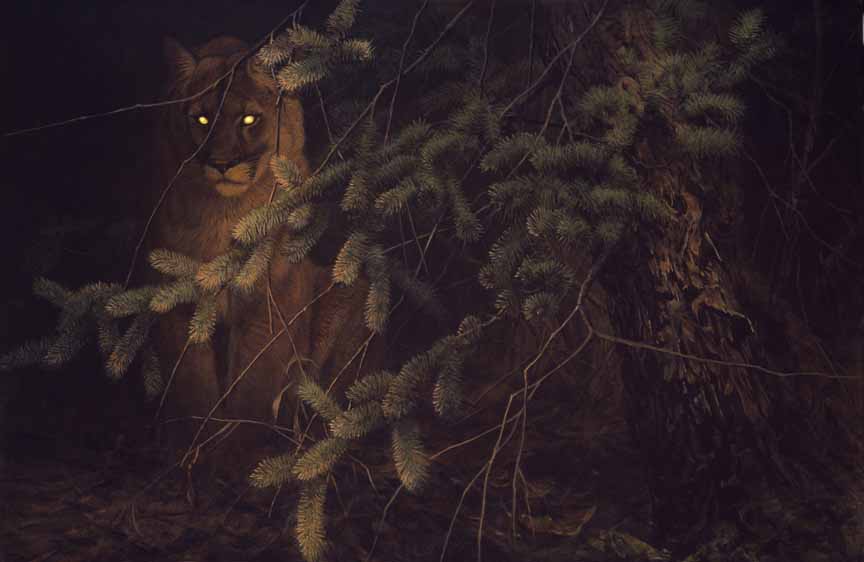 JSL – TR- Distant Light – Cougar © John Seerey-Lester