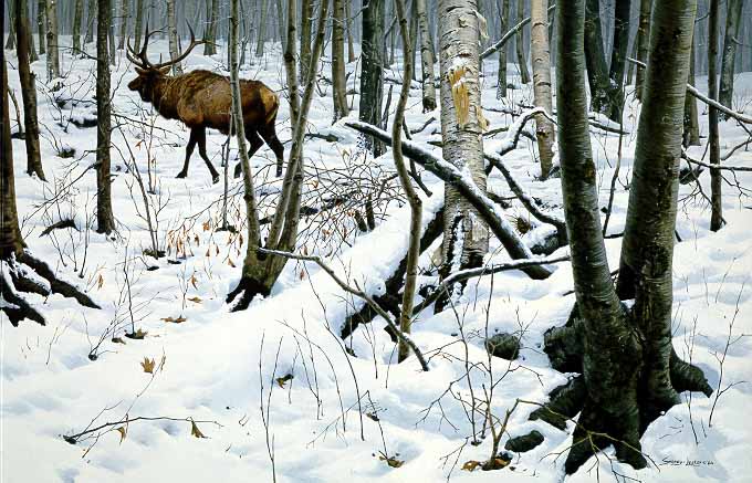 JSL – TR- Wildlife – Fleeting Glimpse – Elk – TR © John Seerey-Lester