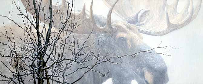JSL – TR- Wildlife – Moose Hair – TR © John Seerey-Lester