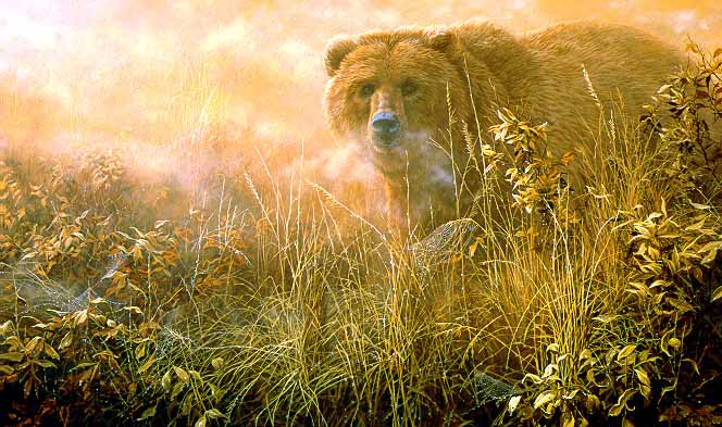 JSL – TR- Wildlife – Out of the Mist – Grizzly – TR © John Seerey-Lester