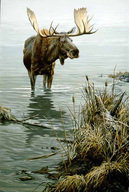 JSL – TR- Wildlife – Silent Waters – Moose – TR © John Seerey-Lester