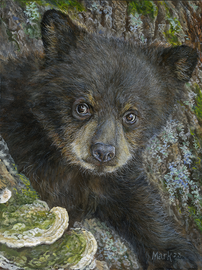 LMF – Young Black Bear © Laura Mark-Finberg