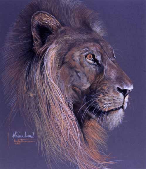 LT – African Lion © Linda Thompson