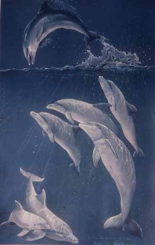 LT – Dolphin Tale © Linda Thompson
