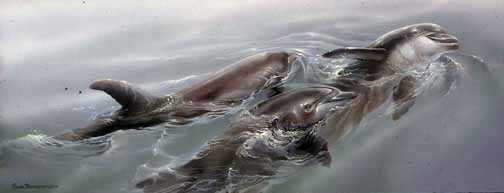 LT – Dolphins Three © Linda Thompson