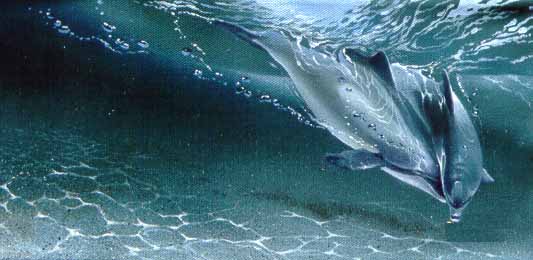 LT – Dolphins © Linda Thompson