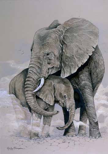 LT – Elephant Mom and Baby © Linda Thompson