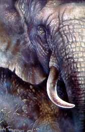 LT – Elephant © Linda Thompson